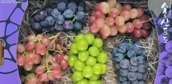 송산포도 팜스토리, 포도 아카데미